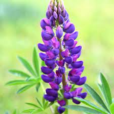 Flower Seeds, Seeds,Seeds For Planting,Plant Seeds