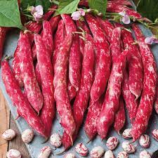 Mixed Pinto Bean Vegetable Seeds for Planting – Heirloom & Non-GMO Beans for Nutritious, Diverse Meals