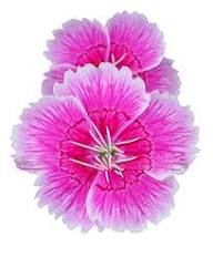 Light Rose Dianthus Flower Seeds – Heirloom, Non-GMO, High Germination Organic Garden Seeds