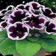 Gloxinia Flower Seeds for Planting – Sun Loving, Heirloom, Non-GMO, High Germination