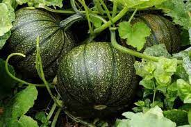 Calabaza Cabello Vegetable Seeds for Planting – Heirloom & Non-GMO Garden Seeds