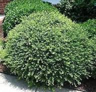 Green Holly Bush Flower Seeds for Planting – Heirloom, Non-GMO, High Germination Organic Garden Seeds
