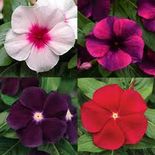 Vinca Periwinkle Flower Seeds for Planting – Heirloom, Non-GMO, Hardy Variety Organic Garden Seeds