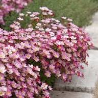 Saxifraga Moss Flower Seeds for Planting – Heirloom Non-GMO Organic Garden Seeds, High Germination