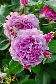 Light Pink Rose Flower Seeds for Planting | Cottage Garden Heirloom, Non-GMO, High Germination Seeds
