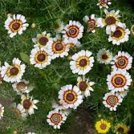 White Chrysanthemum Carinatum Flower Seeds for Planting – Heirloom, Non-GMO, High Germination Organic Garden Seeds