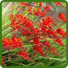 Heirloom Crocosmia Flower Seeds for Planting – Non-GMO, Low Maintenance, High Germination