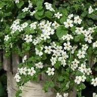 Heirloom Waterhyssop Flower Seeds for Planting – Non-GMO, Colorful Display, High Germination
