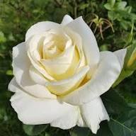 White and Brown Rose Flower Seeds for Planting – Heirloom, Non-GMO, High Germination Organic Garden Seeds