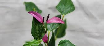 Anthurium Purple Flower Seeds for Planting – Heirloom, Non-GMO, Low-Maintenance High Germination Seeds