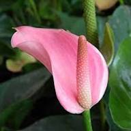 Mix Anthurium Flower Seeds for Planting Heirloom Non-GMO High Germination Organic Garden Seeds