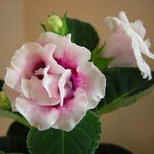 Light Pink Gloxinia Seeds for Planting – Low Maintenance, Heirloom, Non-GMO Organic Garden Seeds