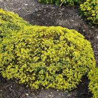 Yellow Sedum Flower Seeds for Planting | Heirloom Non-GMO High Germination Organic Garden Seeds