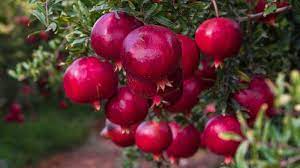 Fruit Seeds,Garden seeds, Seeds For Planting,Plant Seeds