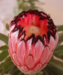 Light Pink Black Neriifolia Flower Seeds for Planting – Heirloom, Non-GMO, High Germination