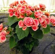 Red White Begonia Flower Seeds for Planting – Fragrant Blossoms, Heirloom, Non-GMO Seeds for Home Garden