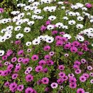Osteospermum Flower Seeds for Planting | Heirloom Non-GMO Organic Garden Seeds, Vibrant Colors, High Germination