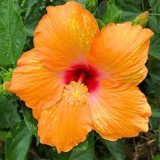Hibiscus Flower Seeds for Planting – Heirloom, Non-GMO, High Germination Organic Garden Seeds