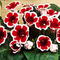 Red &amp; White Gloxinia Flower Seeds for Planting | Heirloom Non-GMO High Germination Organic Garden Seeds