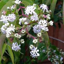 White Sevenson Flower Seeds for Planting – Wildflower Mix Heirloom, Non-GMO, High Germination Organic Garden Seeds