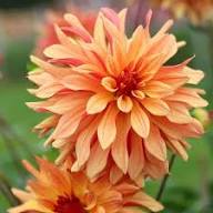 Dahlia Cancan Flower Seeds for Planting – Heirloom Non-GMO Premium Quality Organic Garden Seeds