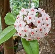 Hoya Bloom Flower Seeds for Planting – Heirloom Non-GMO Drought Tolerant Organic Garden Seeds