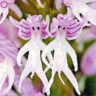 White Man Orchid Flower Seeds for Planting | Heirloom Non-GMO High Germination Organic Garden Seeds