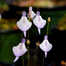 Utricularia Arenaria Flower Seeds for Planting – Heirloom, Non-GMO, High Germination Organic Garden Seeds