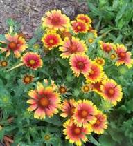 Yellow Gaillardia Flower Seeds for Planting – Heirloom Non-GMO High Germination Organic Garden Seeds
