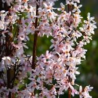Pink Trifoliate Forsythia Flower Seeds for Planting – Heirloom Non-GMO Organic Garden Seeds, High Germination