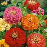 Zinnia Orange Flower Seeds for Planting – Bright Blooms | Heirloom, Non-GMO, High Germination Seeds