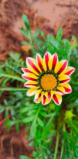 Pink Yellow Gazania Flower Seeds for Planting – Heirloom, Non-GMO, High Germination Organic Garden Seeds