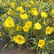 Mixed Oenothera Flower Seeds for Planting | Heirloom Non-GMO Organic Garden Seeds, Wildflower Mix, High Germination