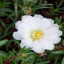 Moss Rose Flower Seeds for Planting – Perfect for Borders, Heirloom Non-GMO High Germination Organic Garden Seeds