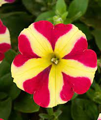 Flower Seeds, Seeds,Seeds For Planting,Plant Seeds