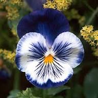 Mix Pansy Flower Seeds for Planting | Heirloom Non-GMO Organic Garden Seeds