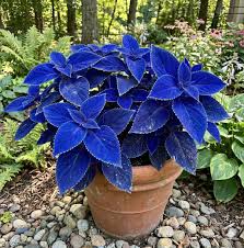 Blue Coleus Flower Seeds for Planting | Heirloom Non-GMO Organic Garden Seeds