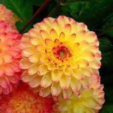 Flower Seeds, Seeds,Seeds For Planting,Plant Seeds