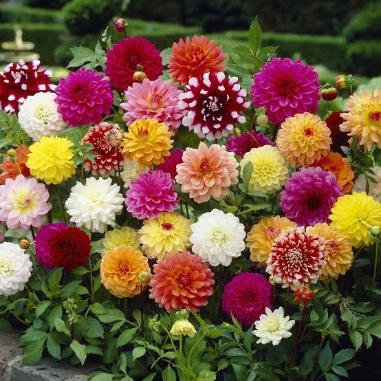 Mixed Colour Dahlia Flower Seeds for Planting – Heirloom, Non-GMO, High Germination Organic Garden Seeds