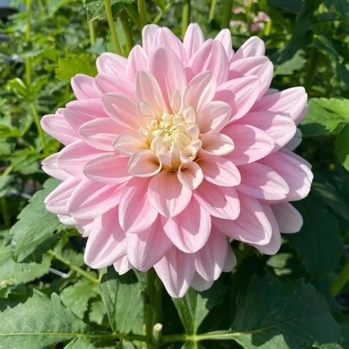 Pale Rose Dahlia Flower Seeds for Planting – Heirloom, Non-GMO, High Germination Organic Garden Seeds