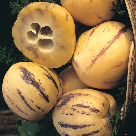 Pepino Melon Pear Fruit Seeds – Heirloom, Non-GMO Seeds for Easy Tropical Fruit Planting