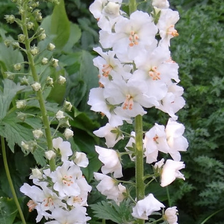 White Verbascum Flower Seeds for Planting – Heirloom Non-GMO, High Germination Organic Garden Seeds