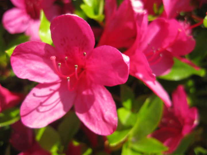 Japanese Rhododendron Azalea Flower Seeds for Planting- Bright Blooms, Heirloom & GMO Free Seeds for Home Garden