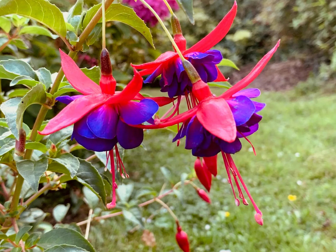 Dark Blue Red Fuchsia Flower Seeds for Planting – Heirloom, Non-GMO, Fragrant, High Germination