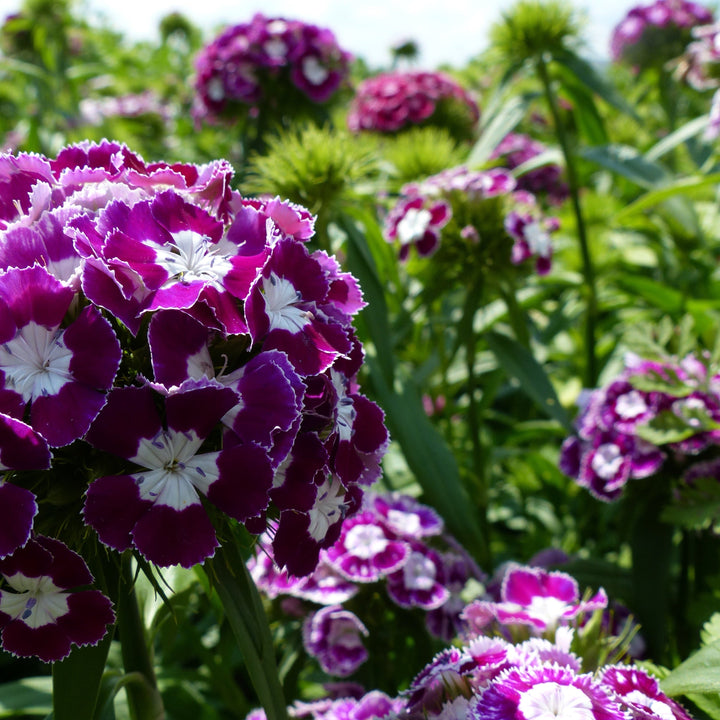 Flower Seeds, Seeds,Seeds For Planting,Plant Seeds