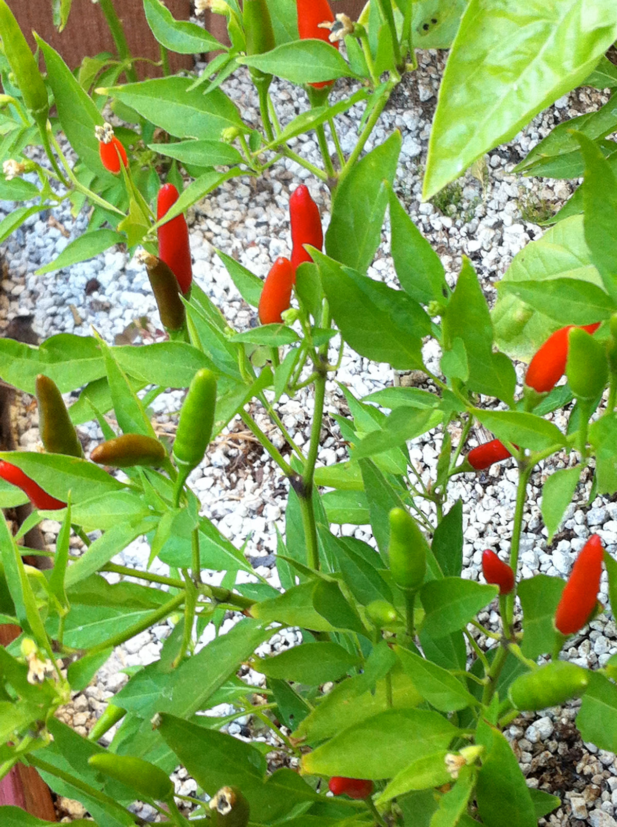 Thai Dragon Chili Pepper Seeds for Planting – Heirloom, Non-GMO, Hot Asian Pepper – High Germination