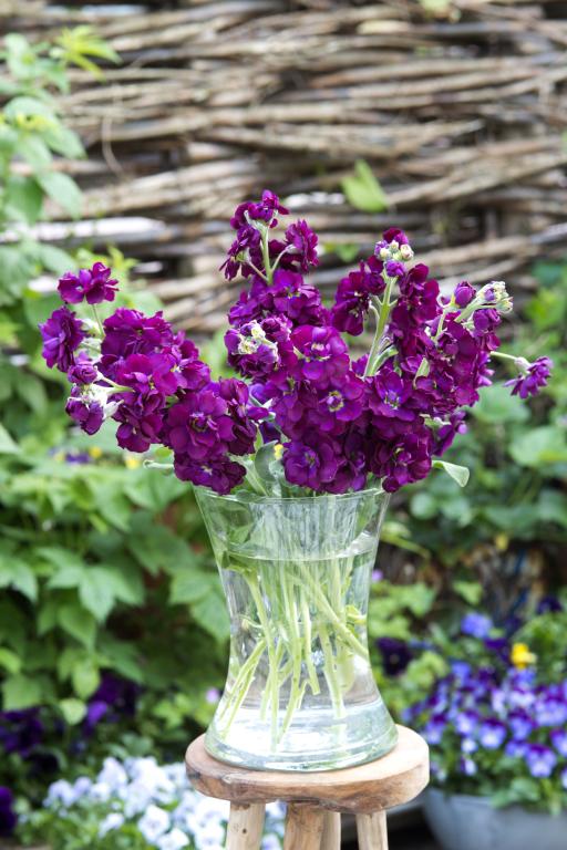 Matthiola Incana Deep Purple Flower Seeds for Planting – Heirloom Non-GMO, High Germination Organic Garden Seeds