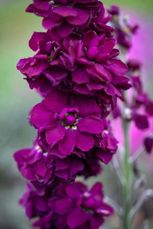 Matthiola Incana Deep Purple Flower Seeds for Planting – Heirloom Non-GMO, High Germination Organic Garden Seeds