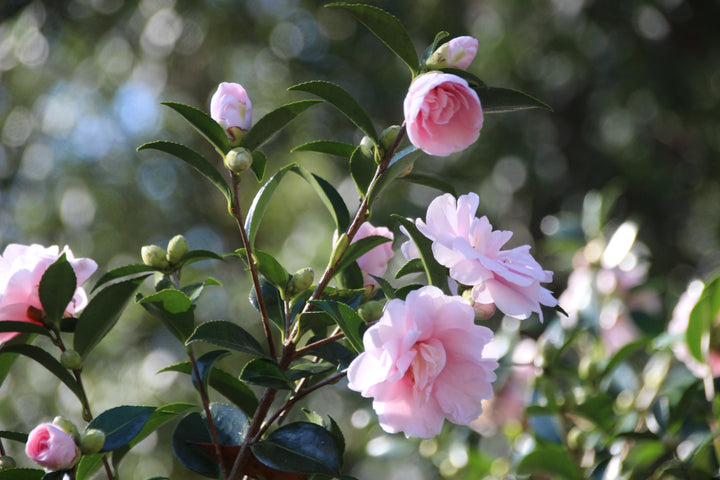Light Pink Camellia Flower Seeds for Planting | Heirloom Non-GMO High Germination Organic Garden Seeds