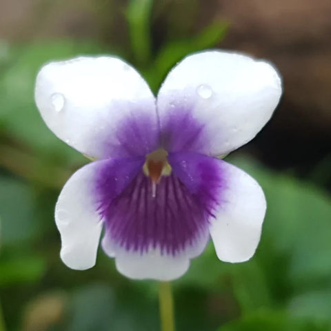 Flower Seeds, Seeds,Seeds For Planting,Plant Seeds